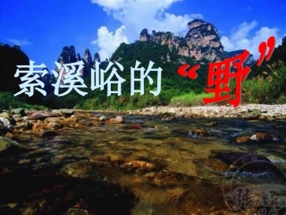 索溪峪的野12