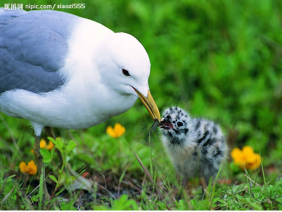 两只鸟蛋（人教版)_第1页