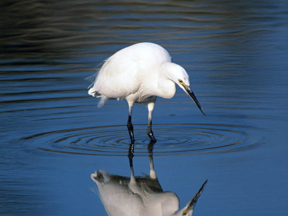 两只鸟蛋（人教版)_第2页