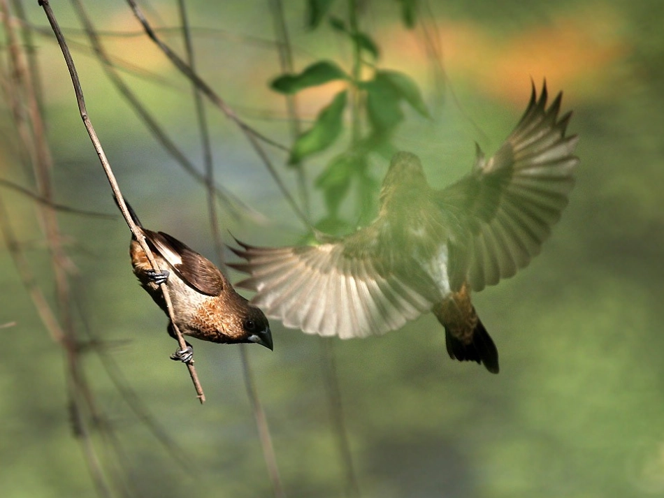 两只鸟蛋（人教版)_第3页