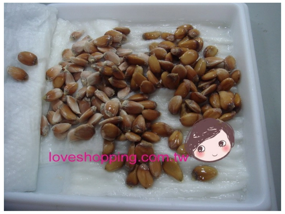 四年级上册语文园地二作文(完美版)_第3页