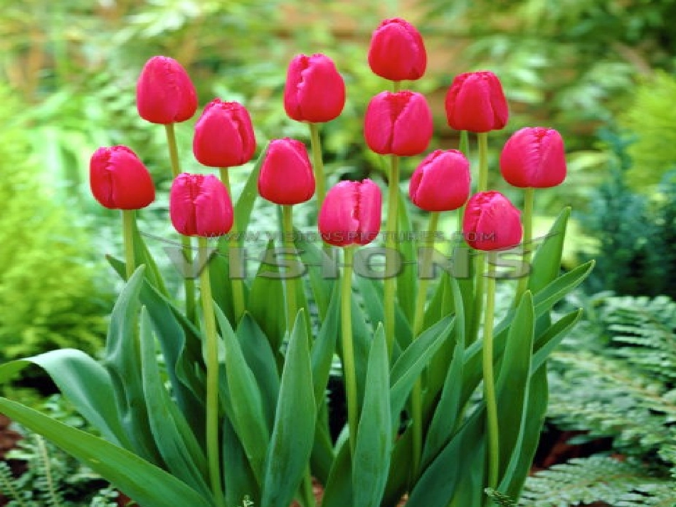 牧场之国课件 (2)_第2页