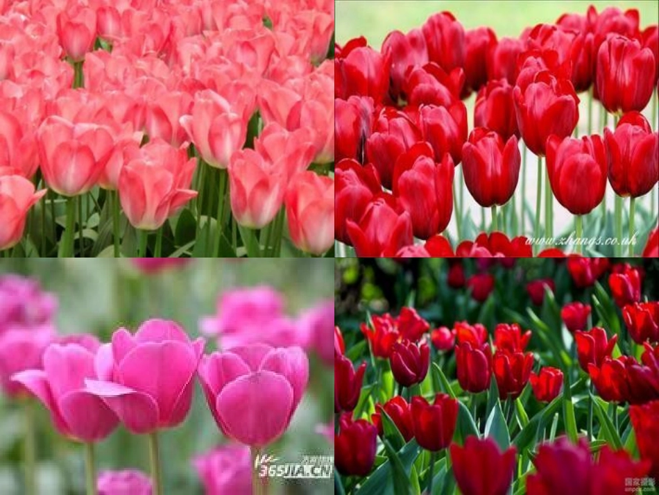 牧场之国课件 (2)_第3页