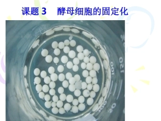 酵母细胞的固定化（用）