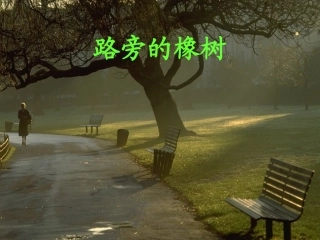 路旁的橡树---演示文稿