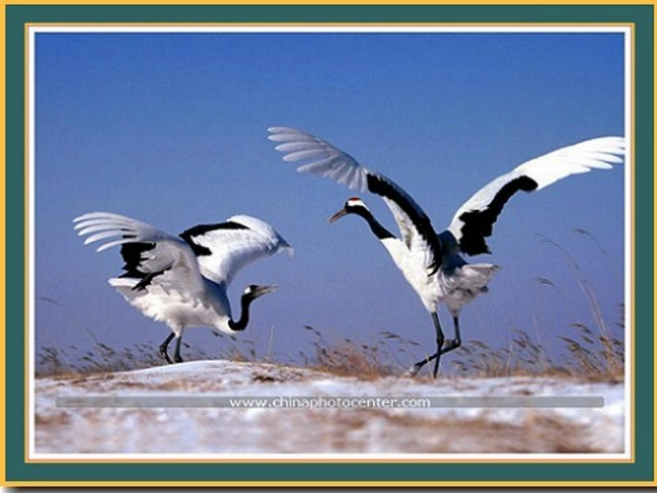 美丽的丹顶鹤课件_第2页