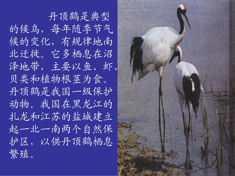 美丽的丹顶鹤课件_第3页