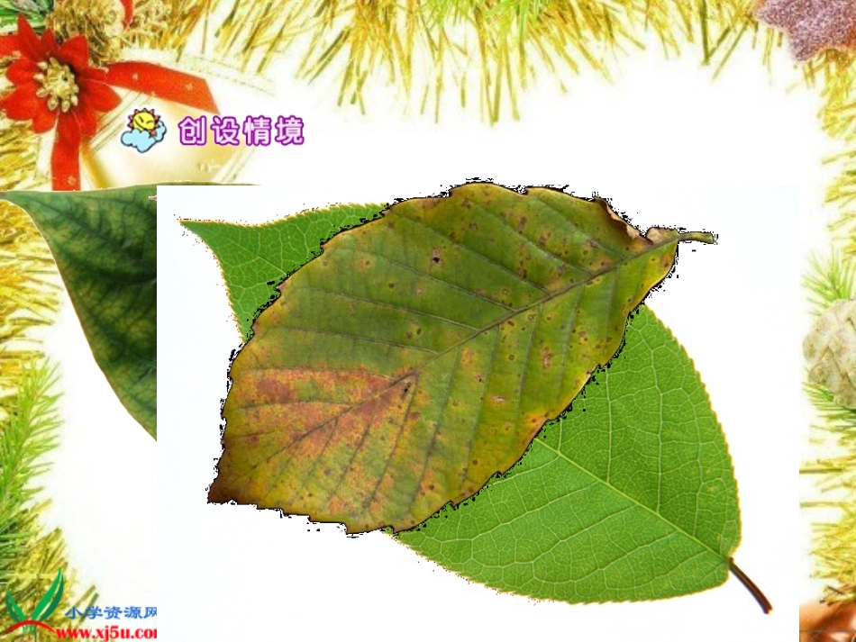 蓝树叶(2)_第2页