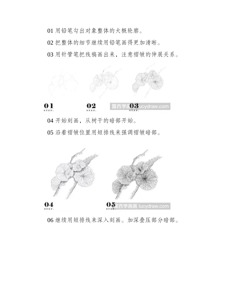 裂褶菌钢笔画教程钢笔画教程_第2页