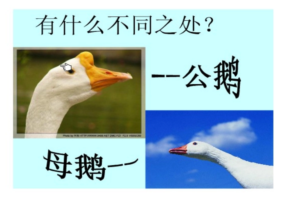 白公鹅PPT_第2页