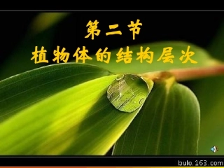 植物体的层次结构课件