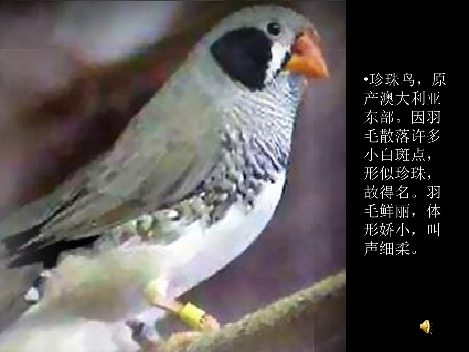 苏教版小学语文四年级上册《珍珠鸟》课件_第3页