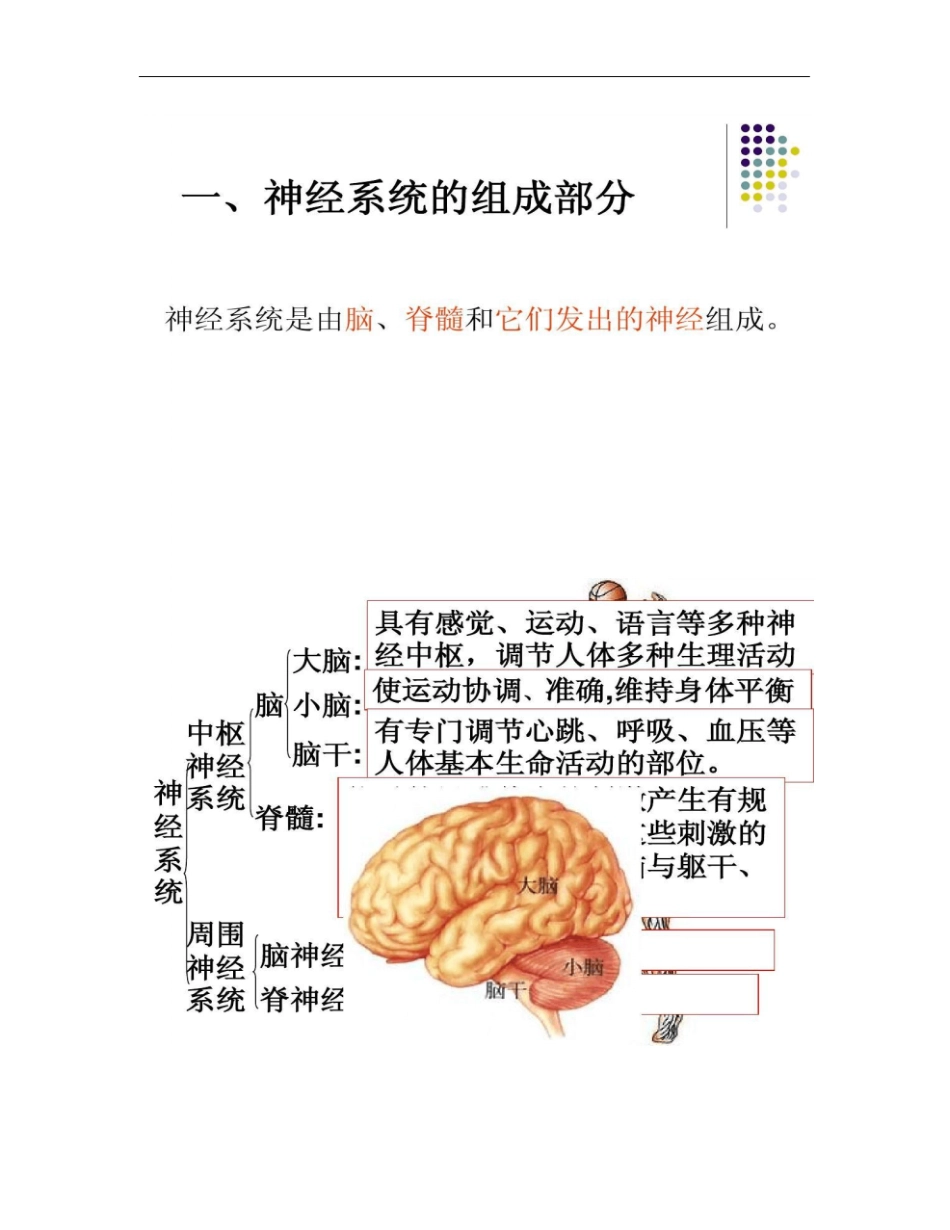 2神经系统的组成解答_第2页