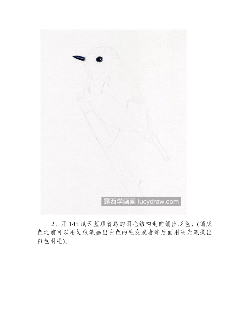 蓝色小鸟怎么画_教你画一只可爱的小肥啾彩铅画教程_第2页