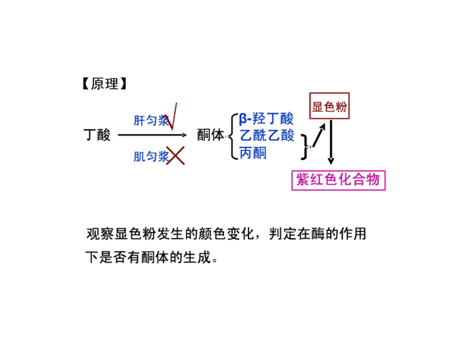 肝脏中酮体的生成与利用-11月11_第2页