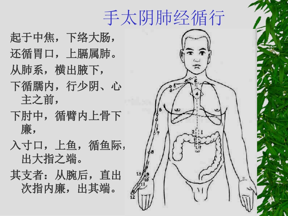经络腧穴学最新课件8_第2页