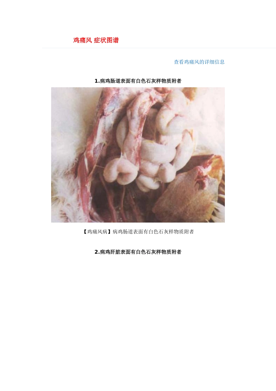 鸡痛风 症状图谱_第1页
