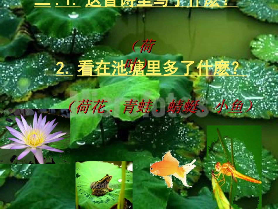 荷叶圆圆 (2)_第3页