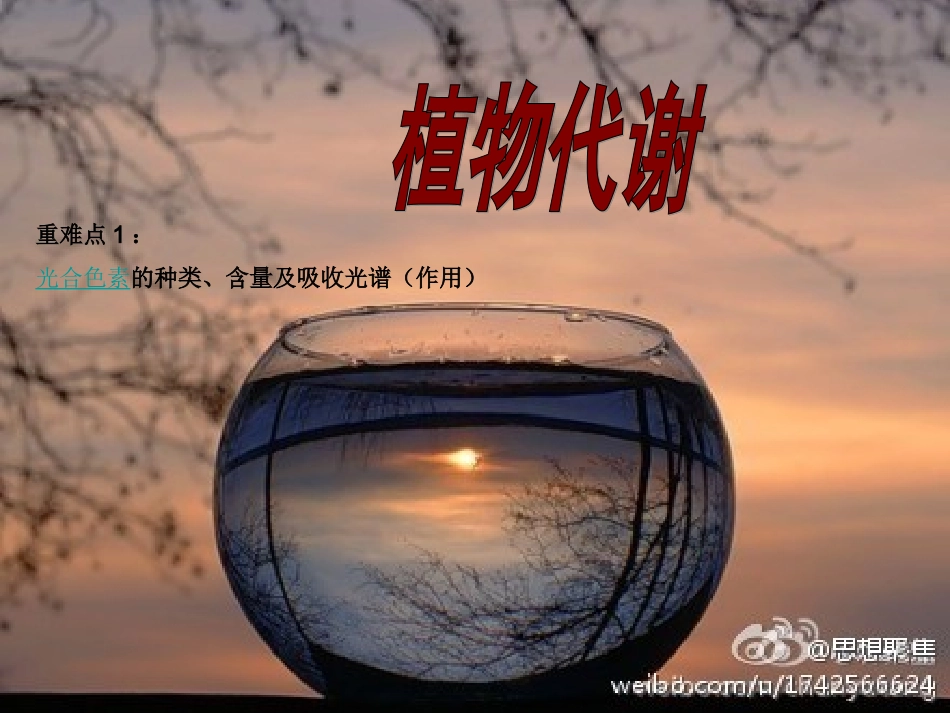 光合作用(光合色素)_第1页