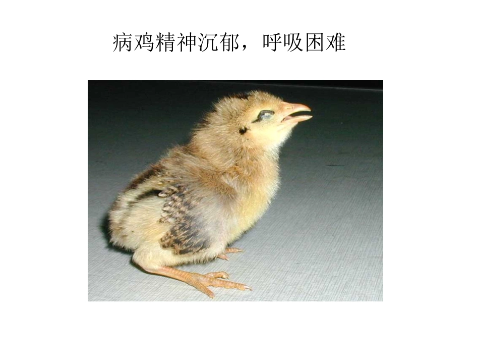 鸡传染性支气管炎_第2页