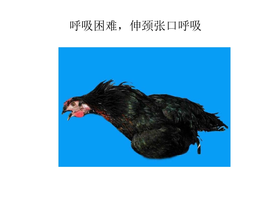 鸡传染性支气管炎_第3页
