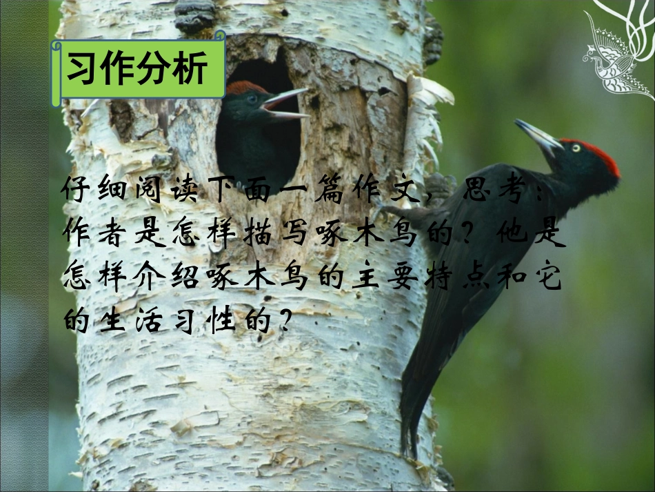七年级语文下册《抓住特点介绍动物》优秀实用课件_苏教版_第3页