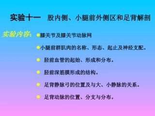 股内侧、小腿前外侧区和足背解剖