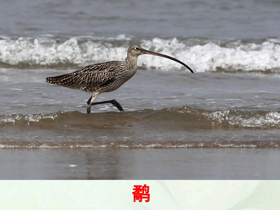 庞冬玉---鹬蚌相争_第3页