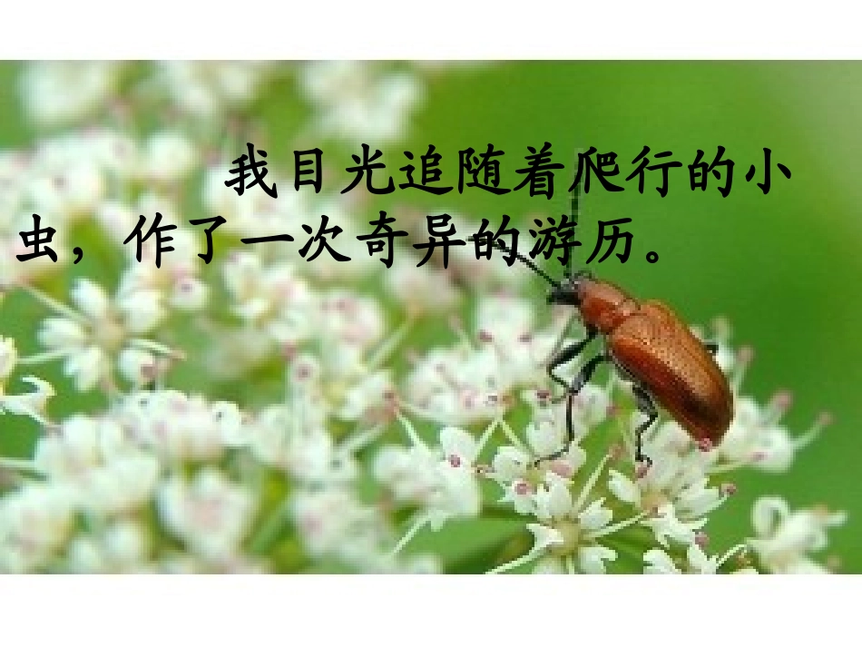 草虫的村落上课用_第3页