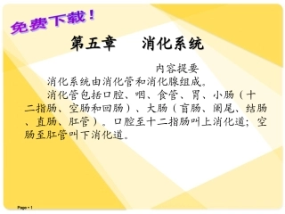 解剖学课件：消化系统