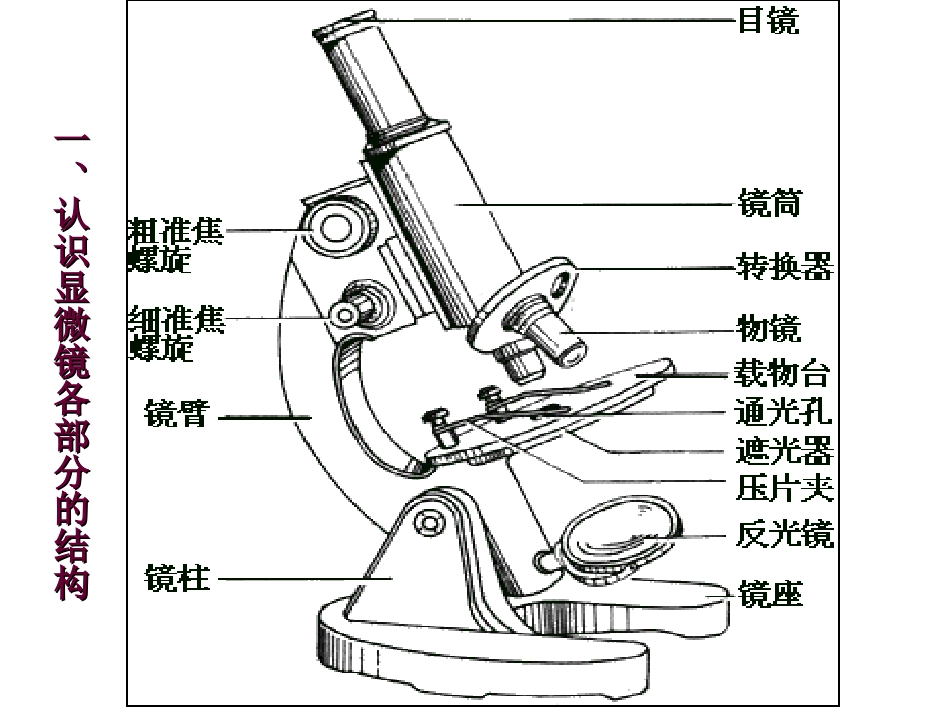 高中生物必修一专题-显微镜_第1页