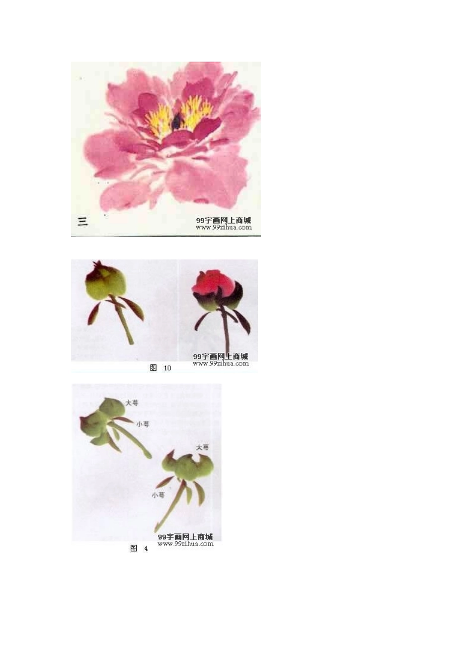 国画牡丹画法_第3页