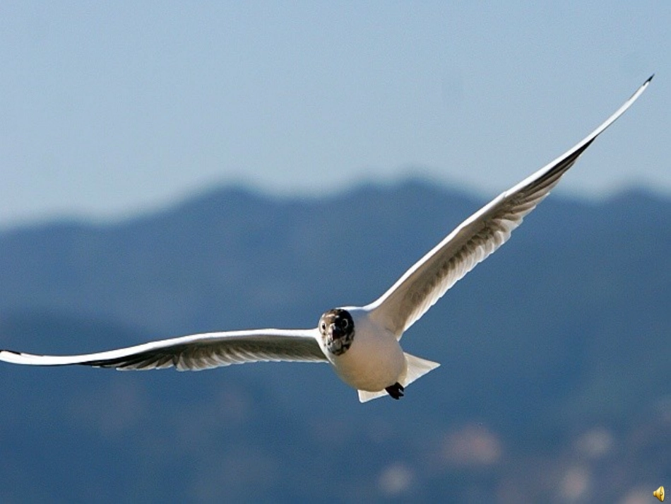 老人与海鸥PPT_第1页