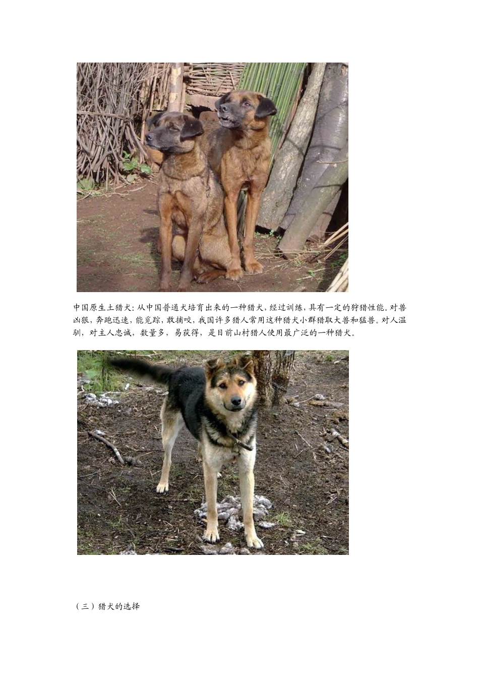 教你怎样选猎犬、训猎犬_第2页