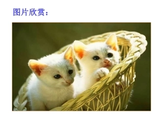 郑振铎《猫》课件1