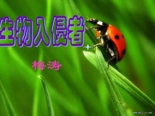 《生物入侵者》课件 (2)