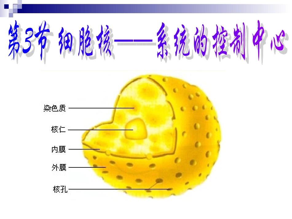 细胞核系统的控制中心参赛_第1页