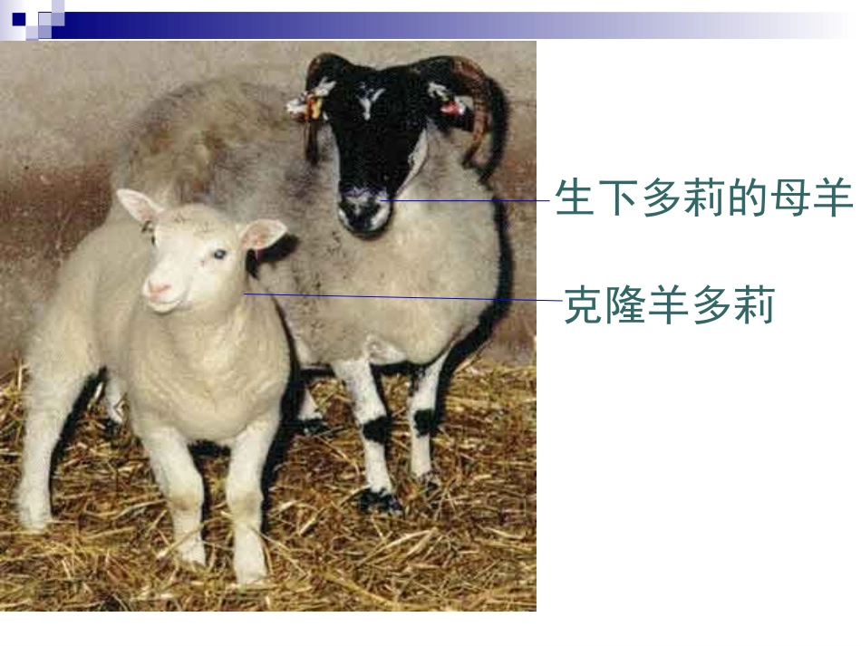 细胞核系统的控制中心参赛_第3页