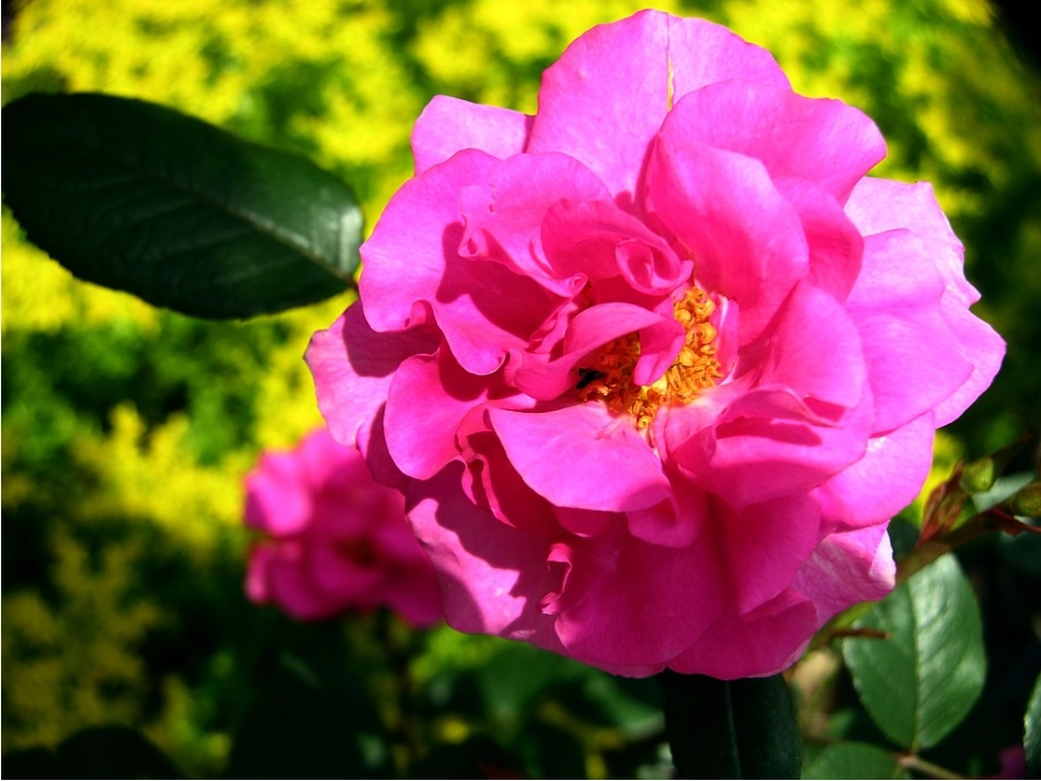 《花钟》 (2)_第2页