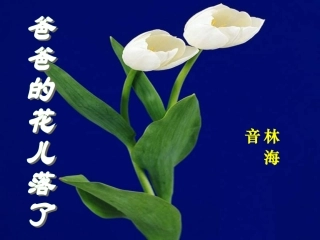 爸爸的花儿落了__课件