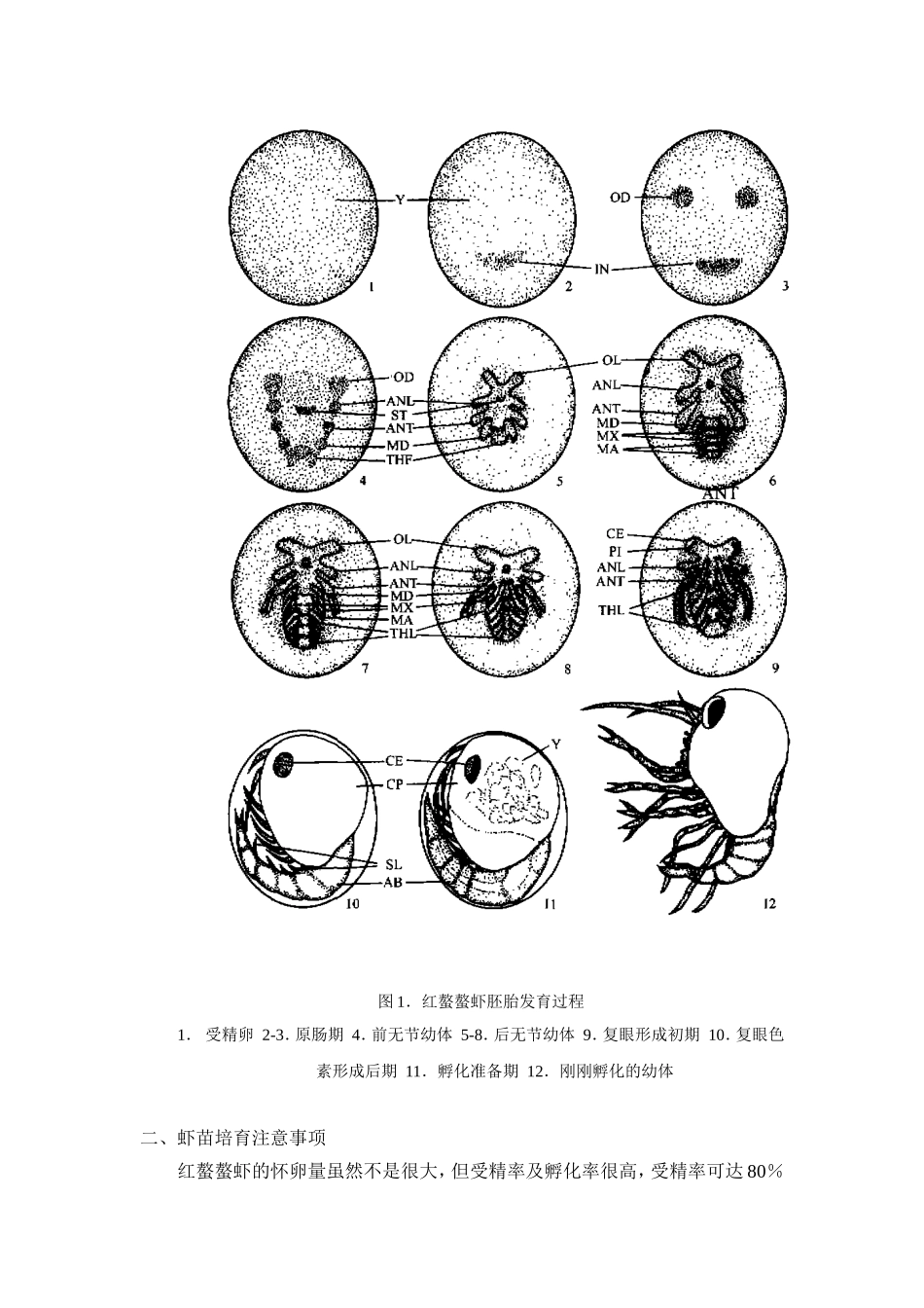 红螯螯虾的怀卵量虽然不是很大,但受精率及孵化率很高,受精率可_第3页