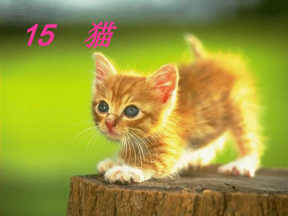 《猫》 (2)_第1页