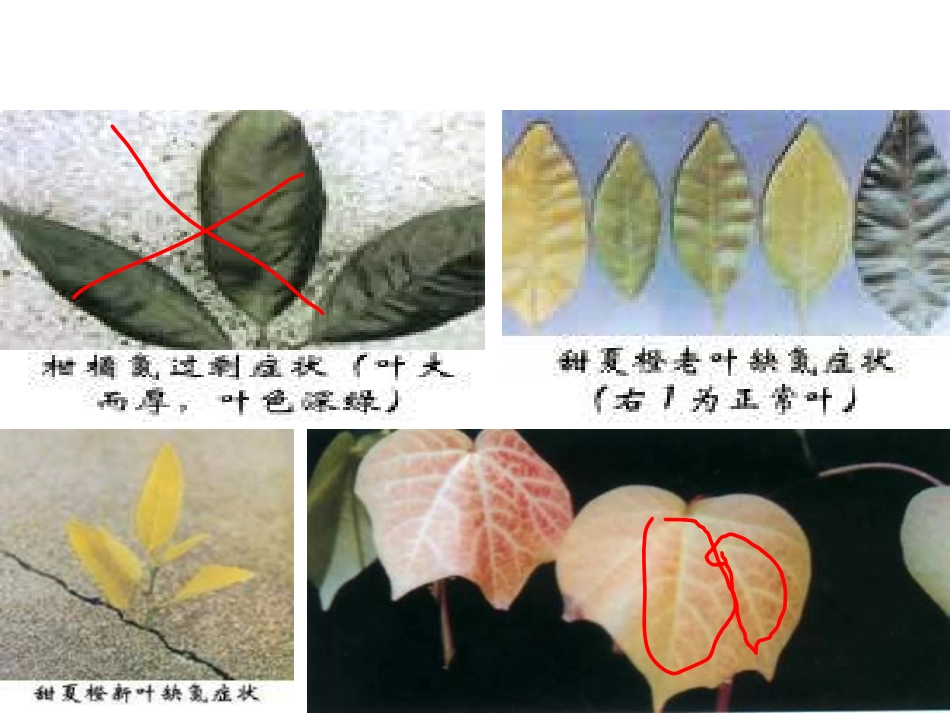 九年级化学第十单元课题2化学肥料课件 化学肥料 正式_第3页