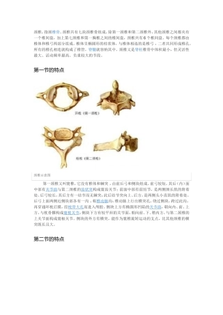 颈椎病的生理和解剖