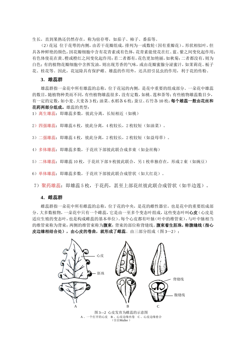 花、果实、种子_第2页
