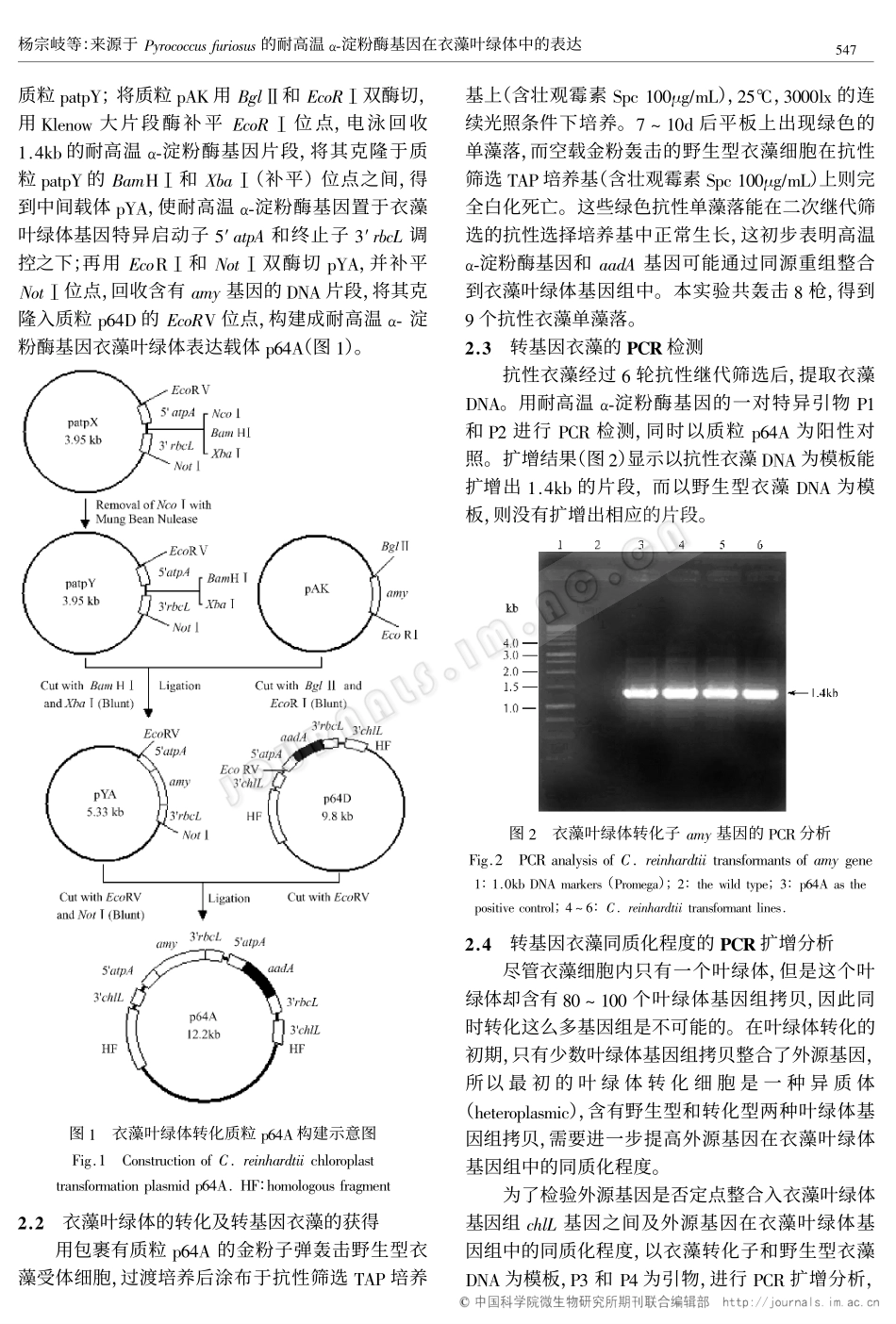 来源于Pyrococcus furiosus的耐高温α-淀粉酶基因在衣藻叶绿体中的表达_第3页