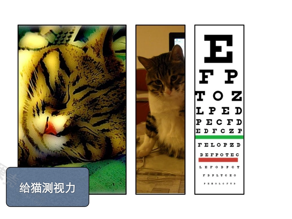 金色葡萄：在家给猫测视力_第1页