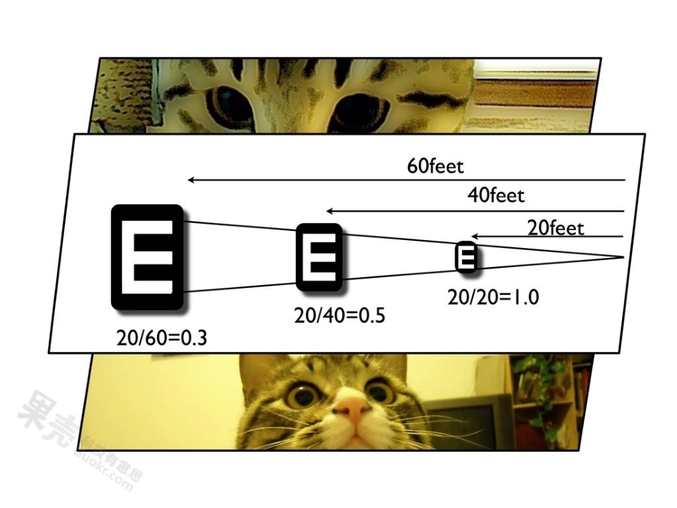 金色葡萄：在家给猫测视力_第3页