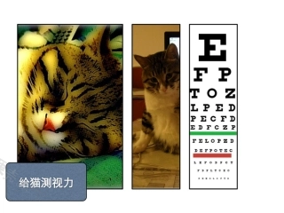 金色葡萄：在家给猫测视力