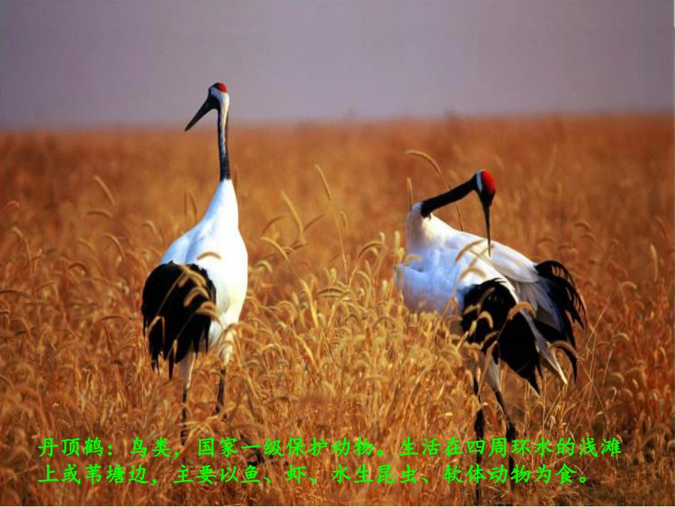 万以内的加法1 (2)_第3页